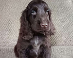 Собаки в Зеленограде: Английский кокер спаниель щенок Мальчик, 80 000 руб. - фото 2