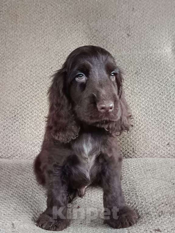 Собаки в Зеленограде: Английский кокер спаниель щенок Мальчик, 80 000 руб. - фото 2