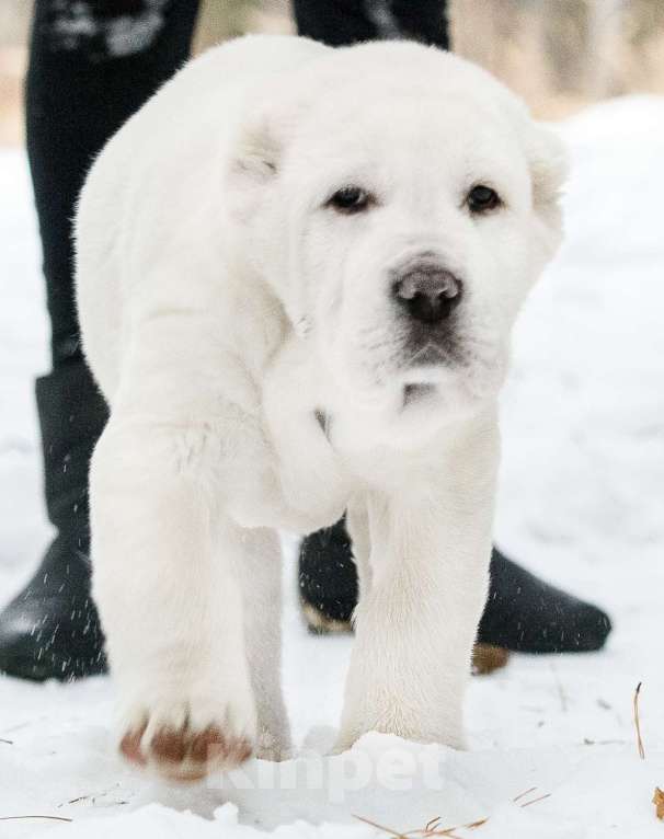Собаки в Железногорске: Щенки алабая Мальчик, Бесплатно - фото 2