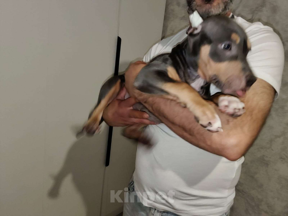 Собаки в Мурином: Девочка Дея ищет семью Девочка, 50 000 руб. - фото 1