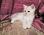 Кошки в Москве: Котята Британской серебристой Шиншиллы Мальчик, Бесплатно - фото 9
