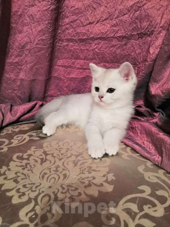 Кошки в Москве: Котята Британской серебристой Шиншиллы Мальчик, Бесплатно - фото 9