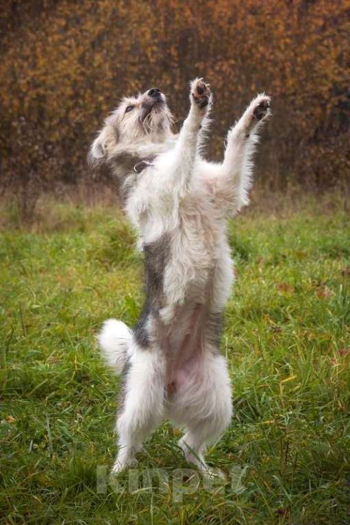 Собаки в Москве: Очаровательный небольшой бородатик Фанни в добрые руки Девочка, 1 руб. - фото 6