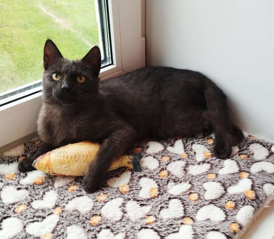 Кошки в Москве: Молодой котик-подросточек Шоколад ждёт свою семью Мальчик, Бесплатно - фото 5