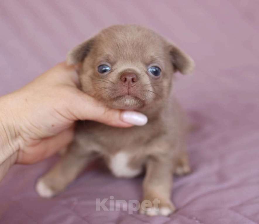 Собаки в Ульяновске: чихуахуа Мальчик, 60 000 руб. - фото 3