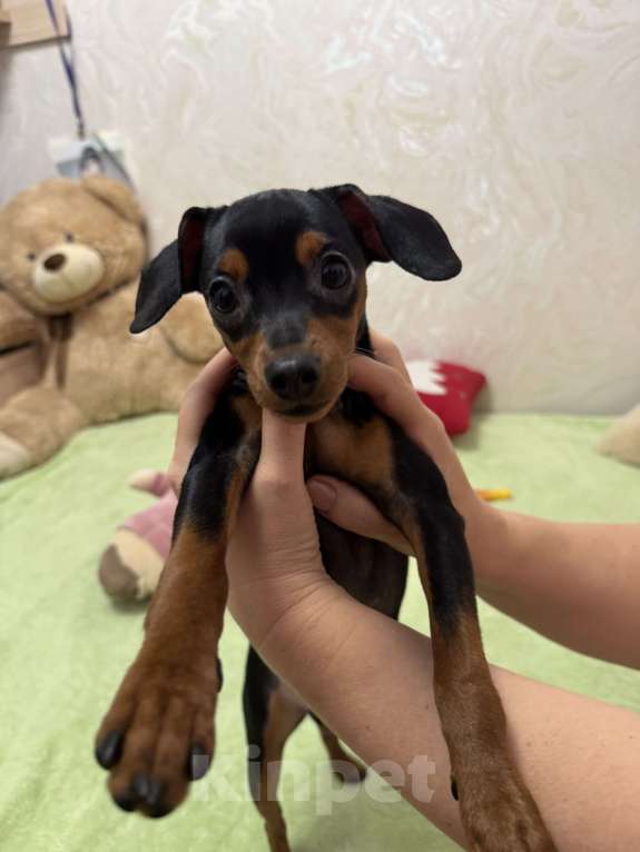 Собаки в Москве: Щенок пражский крысарик Девочка, Бесплатно - фото 4