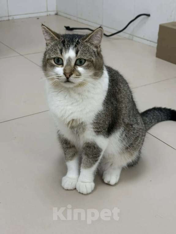 Кошки в Москве: Котик Кеша в добрые руки Мальчик, Бесплатно - фото 6