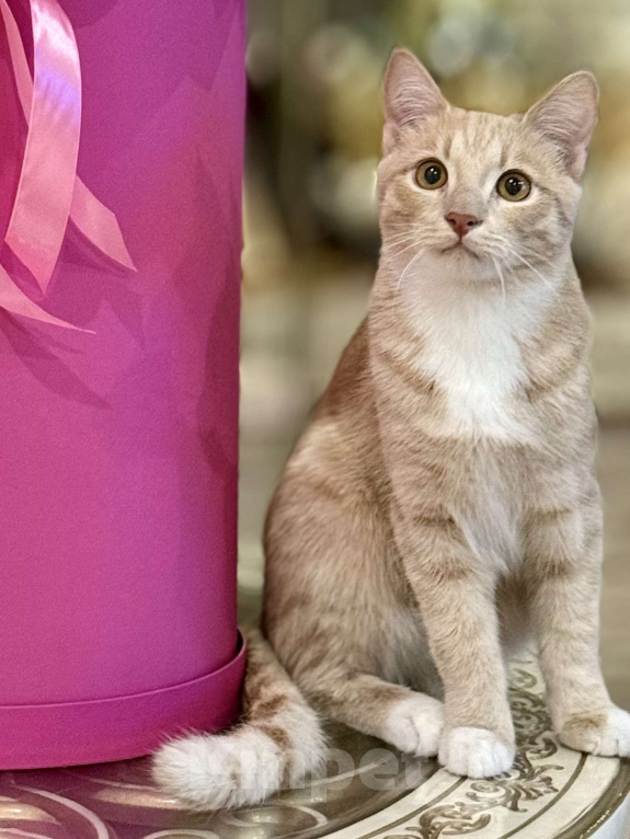 Кошки в Красноярске: 🆘ПОТЕРЯЛСЯ КОТИК! 🐈  Мальчик, 10 000 руб. - фото 10