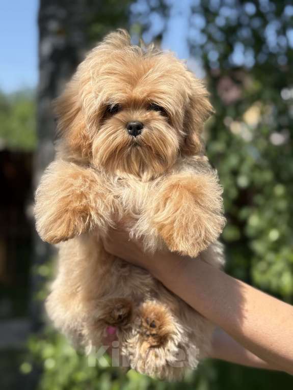 Собаки в Твери: Мальтипу Щенки  Мальчик, Бесплатно - фото 3