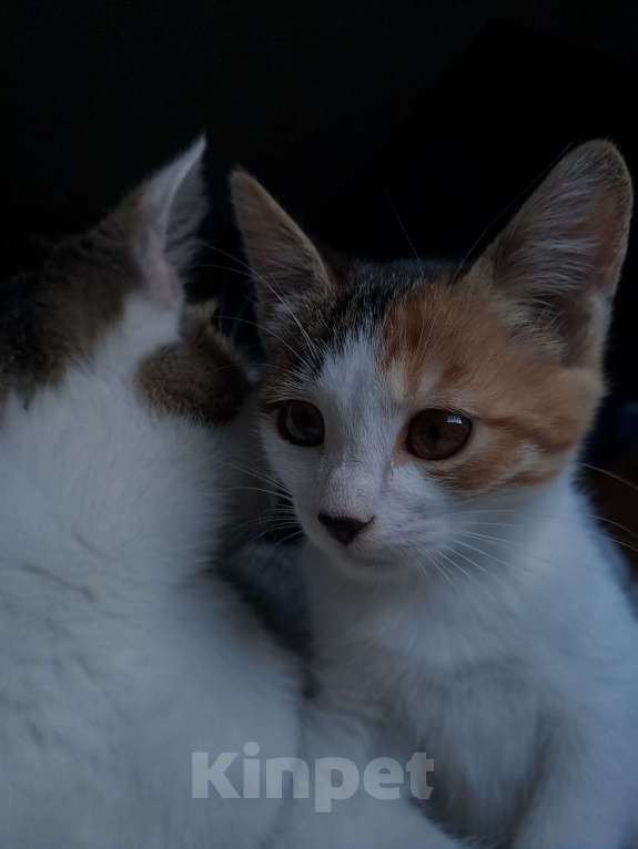 Кошки в Хабаровске: Отдам в добрые руки Девочка, Бесплатно - фото 3