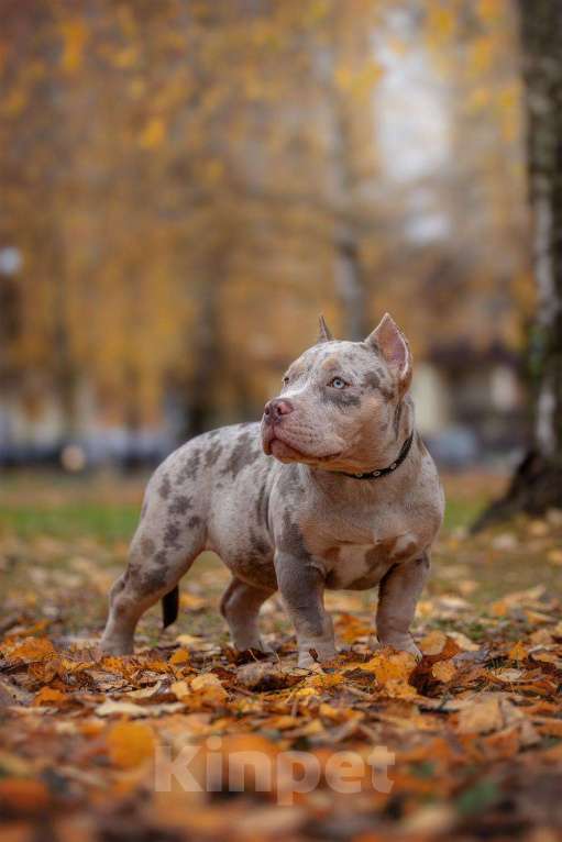 Собаки в Нижнем Новгороде: Девочка в типе покет Девочка, 100 000 руб. - фото 3