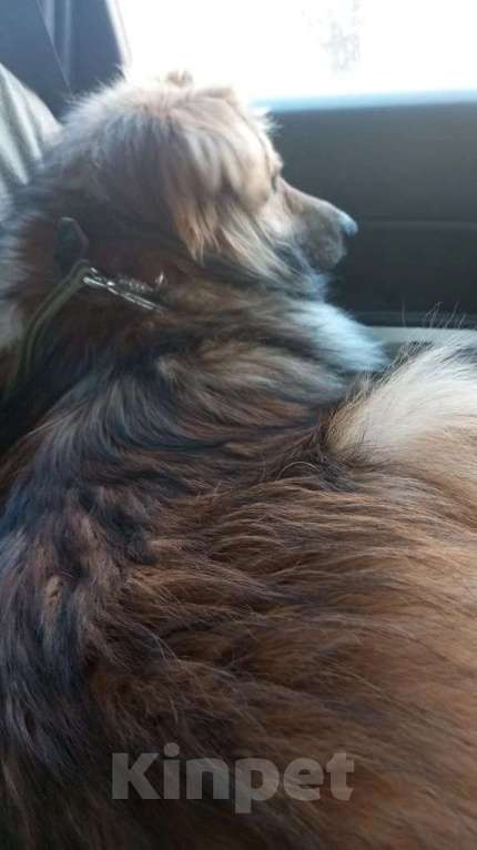 Собаки в Санкт-Петербурге: Отдам собаку бесплатно. Мальчик, Бесплатно - фото 9