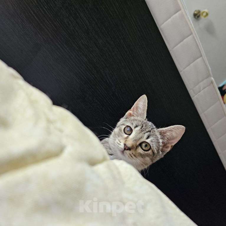 Кошки в Санкт-Петербурге: Котенок Люмия Люми Девочка, Бесплатно - фото 5