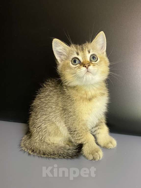 Кошки в Москве: Шотландцы  Мальчик, 35 000 руб. - фото 6