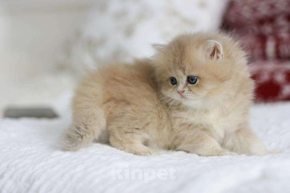 Кошки в Новосибирске: Ivory cy11 Девочка, Бесплатно - фото 4