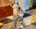 Кошки в Перми: Британский кот Мальчик, Бесплатно - фото 3