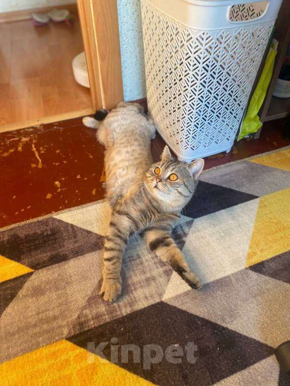 Кошки в Перми: Британский кот Мальчик, Бесплатно - фото 3