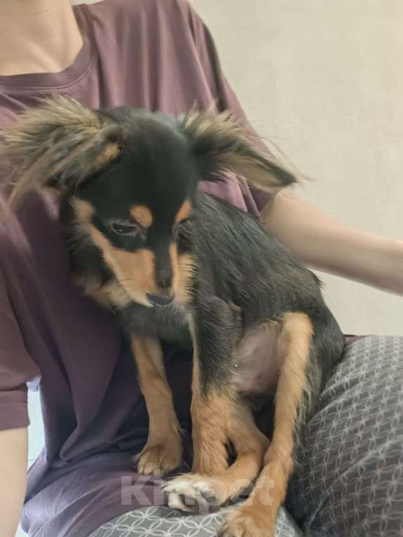 Собаки в Москве: Щенок русский той  Мальчик, 10 000 руб. - фото 6