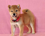 Собаки в Москве: Сиба ину. Девочка - 2 мес. Девочка, 60 000 руб. - фото 2