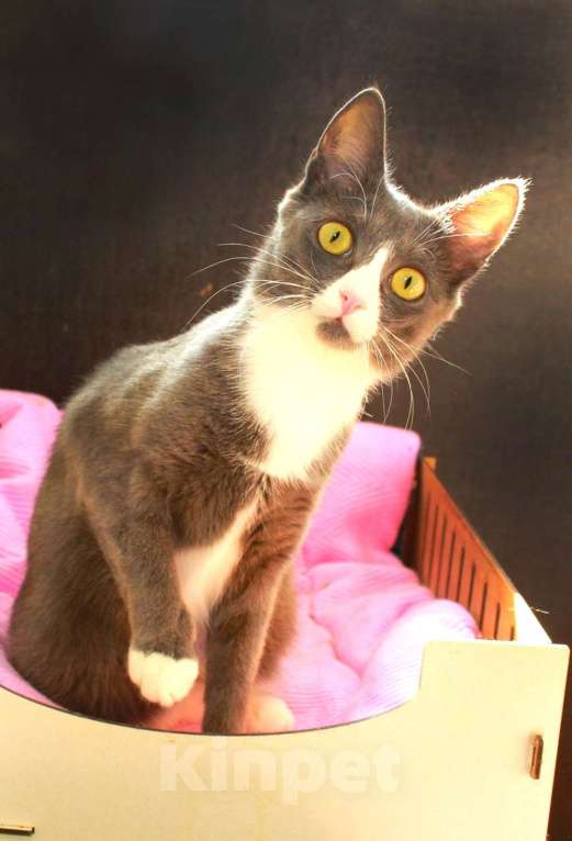 Кошки в Калуге: Тильда, кошка оптимистка в добрые руки. Девочка, Бесплатно - фото 2