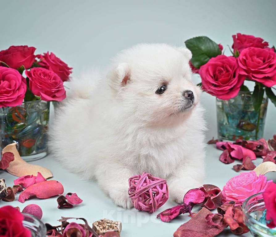 Собаки в Нижнем Новгороде: Щенок шпица Мальчик, 40 000 руб. - фото 5