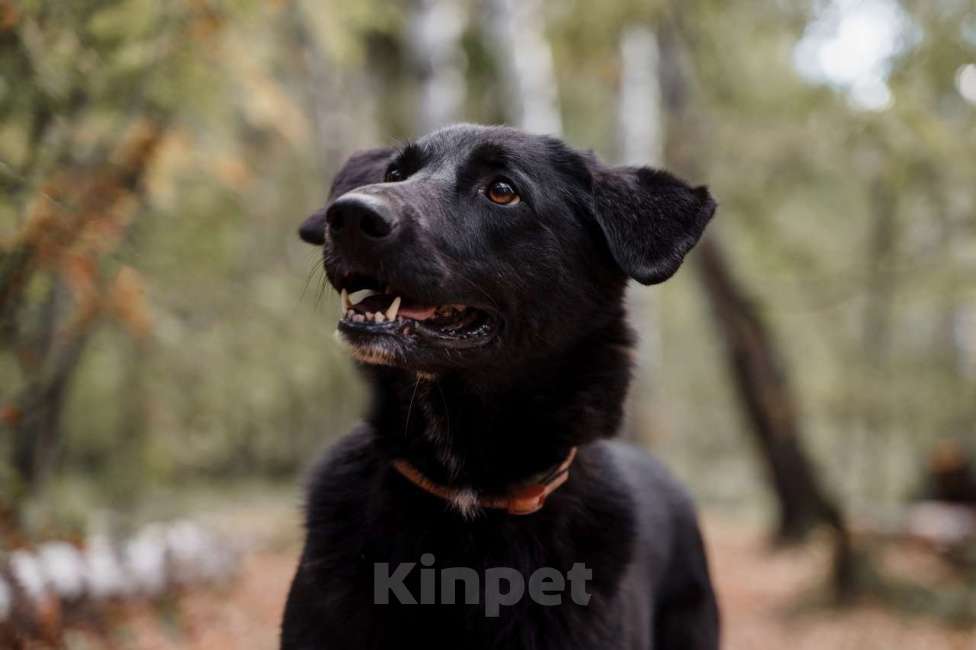 Собаки в Москве: Гея Девочка, Бесплатно - фото 4