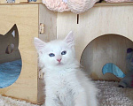Кошки в Новосибирске: ♂️Quirin Мальчик, 40 000 руб. - фото 2