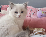 Кошки в Москве: Самый обаятельный котёнок Рэгдолл Мальчик, 95 руб. - фото 2
