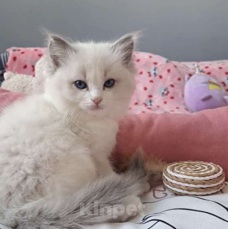 Кошки в Москве: Самый обаятельный котёнок Рэгдолл Мальчик, 95 руб. - фото 2