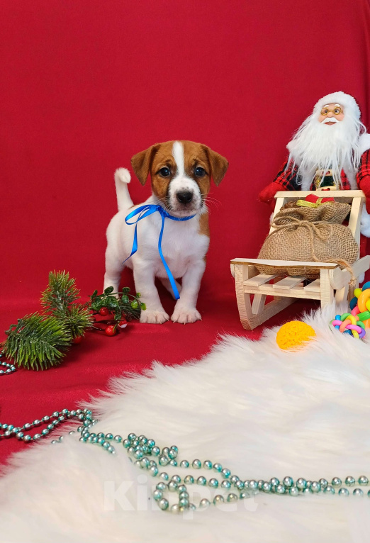 Собаки в Омске: Щенки Джек Рассел терьер гладко шерстяные мальчики и девочки  Мальчик, 35 000 руб. - фото 1