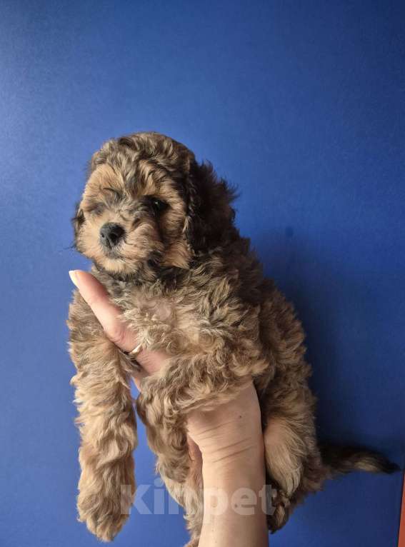 Собаки в Москве: Соболь девочка той пудель Девочка, 65 000 руб. - фото 1