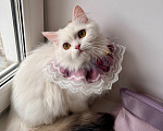 Кошки в Новосибирске: Кошка в добрые руки Девочка, Бесплатно - фото 2