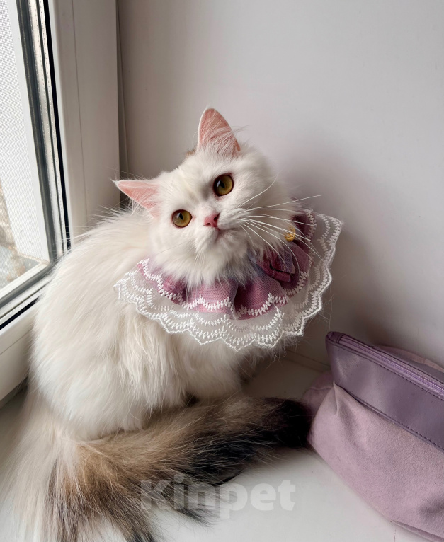 Кошки в Новосибирске: Кошка в добрые руки Девочка, Бесплатно - фото 2