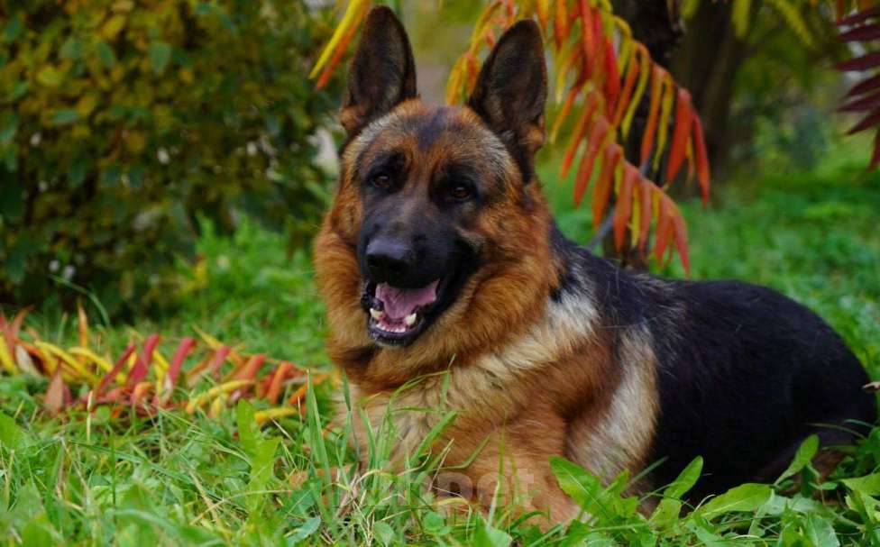 Собаки в Москве: Немецкая овчарка взрослый кобель Мальчик, 250 000 руб. - фото 4