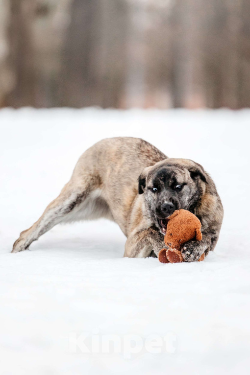 Собаки в Москве: Тигровая девочка в поисках дома Девочка, Бесплатно - фото 8