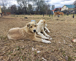 Собаки в Смоленске: Щенки САО (алабай) Девочка, 30 000 руб. - фото 6