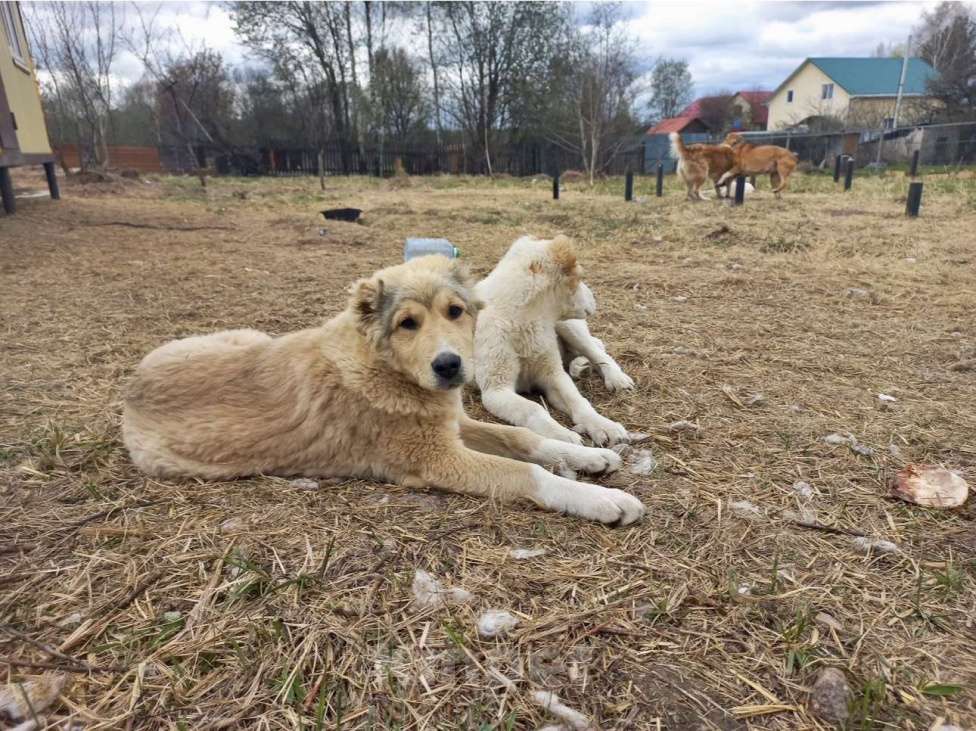 Собаки в Смоленске: Щенки САО (алабай) Девочка, 30 000 руб. - фото 6
