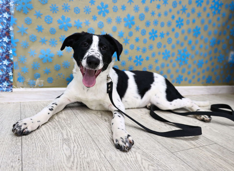 Собаки в Москве: Щенки бесплатно в Москве Девочка, Бесплатно - фото 1