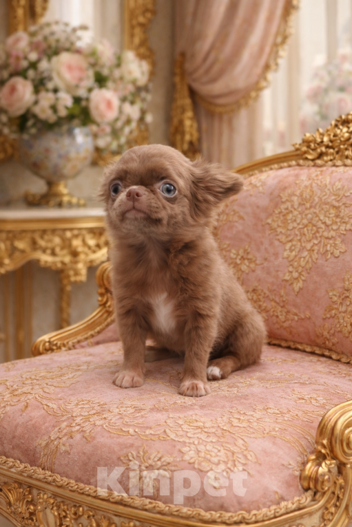 Собаки в Москве: Лиловая дама Девочка, 55 000 руб. - фото 1