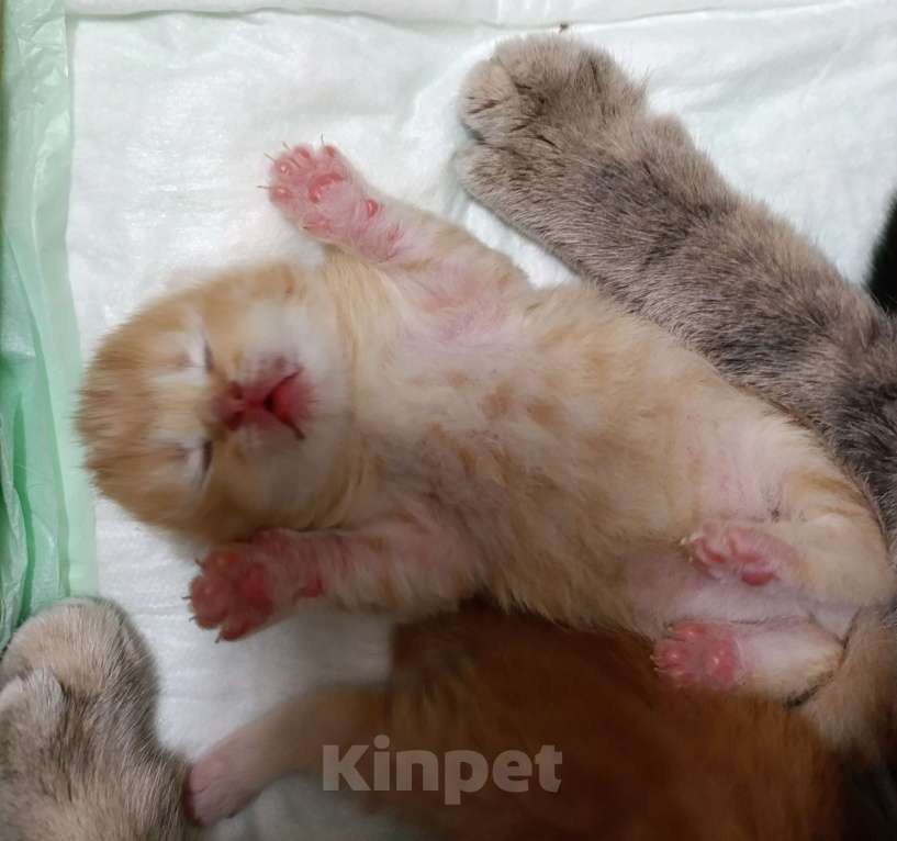 Кошки в Москве: Котята для бронирования Мальчик, Бесплатно - фото 4