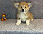 Собаки в Ростове-на-Дону: Продам щенков Вельш-корги Пемброк  Мальчик, 50 000 руб. - фото 3