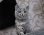 Кошки в Санкт-Петербурге: Британский котёнок Девочка, 35 000 руб. - фото 2