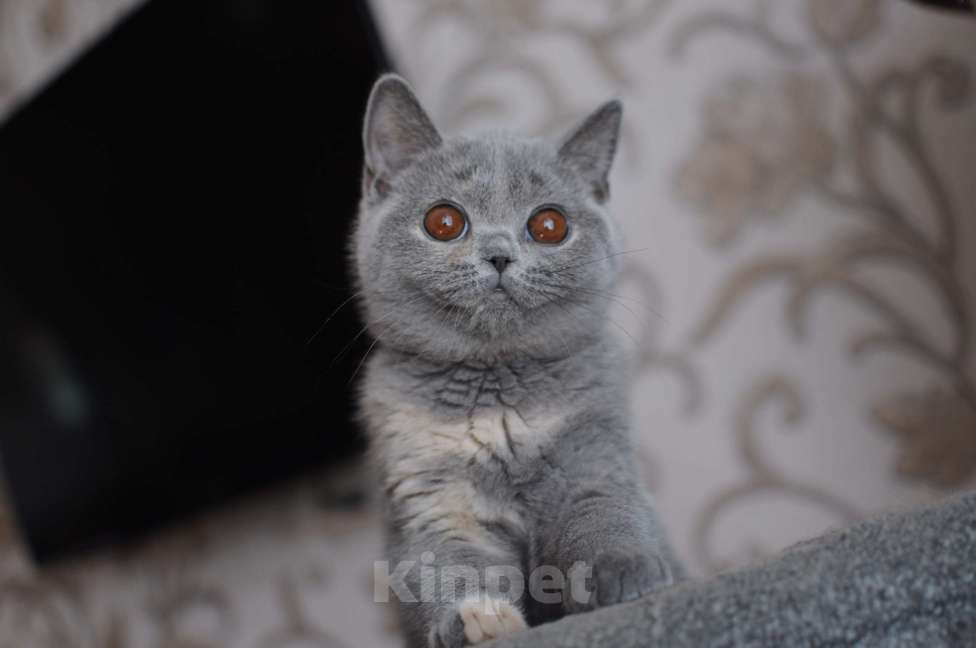 Кошки в Санкт-Петербурге: Британский котёнок Девочка, 35 000 руб. - фото 2