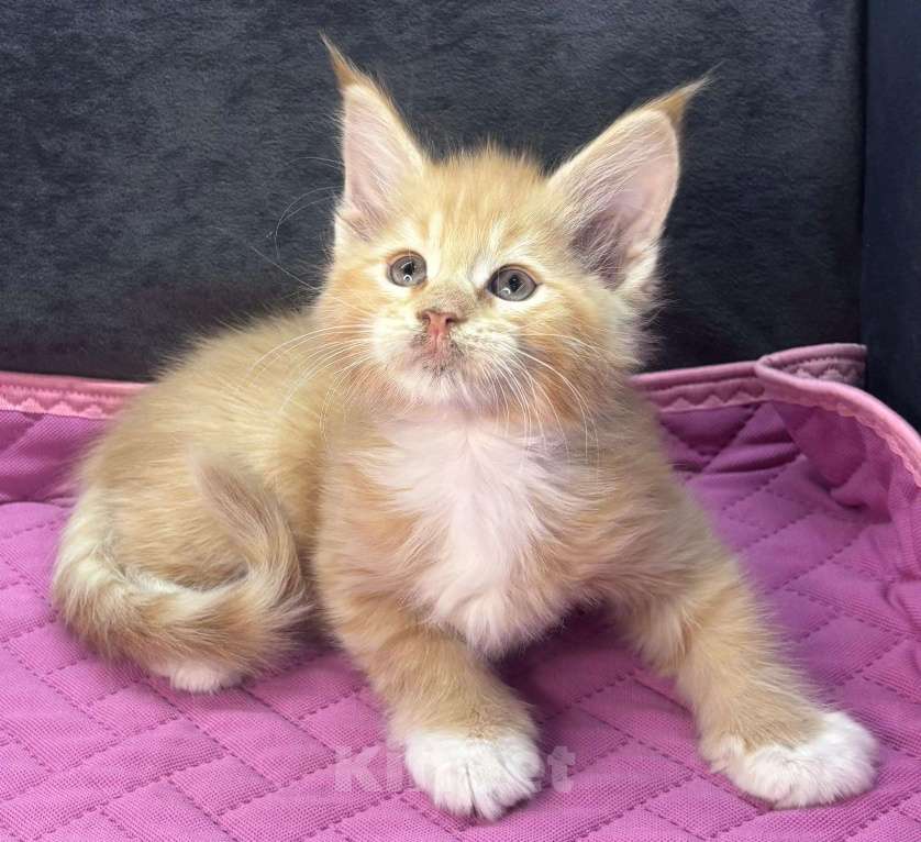 Кошки в Ростове-на-Дону: Мальчик мейн-кун классика Мальчик, 10 000 руб. - фото 2