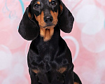 Собаки в Королеве: Потрясающий миниатюрный красавчик  .  Мальчик, 65 000 руб. - фото 4