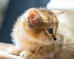 Кошки в Волгограде: Шотландские котята Девочка, 35 000 руб. - фото 2