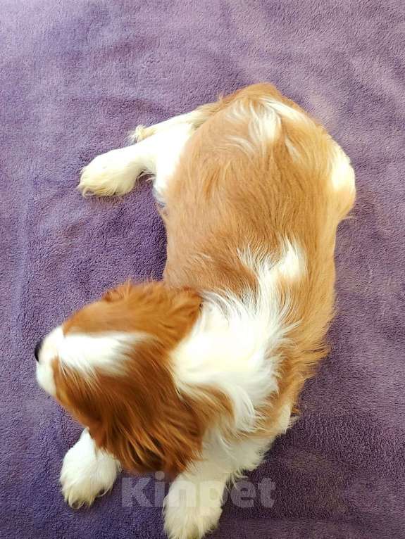 Собаки в Нижнем Новгороде: Самый красивый щенок ждёт маму Мальчик, 70 000 руб. - фото 4