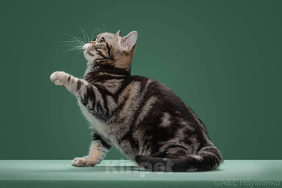 Кошки в Москве: Американский короткошерстный котёнок Мальчик, 85 000 руб. - фото 2