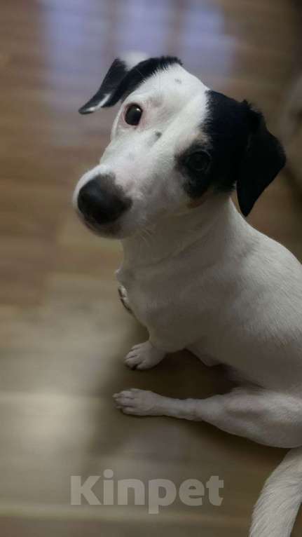 Собаки в Краснодаре: Найдена собака!!! Девочка, Бесплатно - фото 2