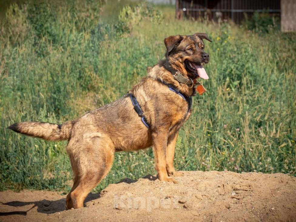 Собаки в Ореховом-Зуево: Альфа в поисках дома Девочка, Бесплатно - фото 5